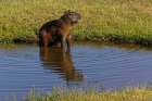Capybara, Mato Grosso, Pantanal, Brazil, South America Art Print